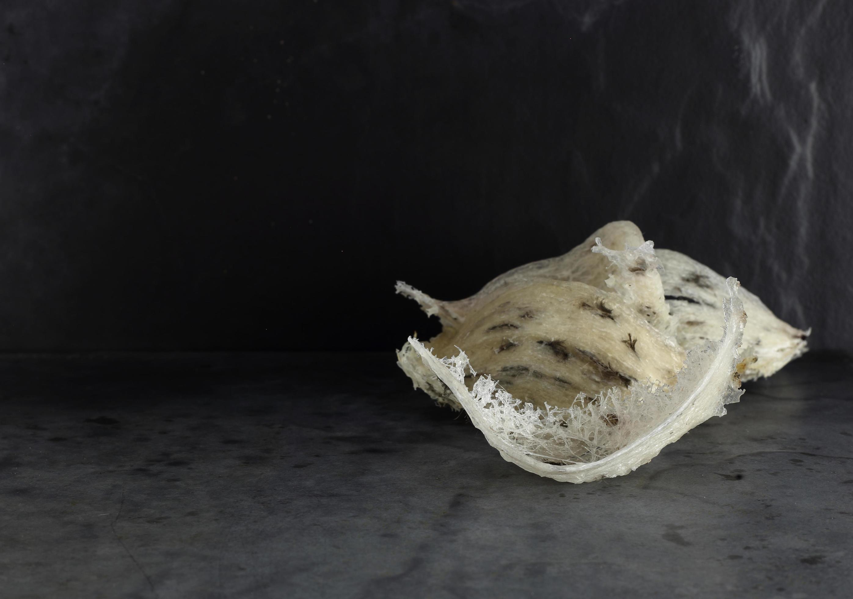 Close up edible swiftlet nest , raw edible bird's nest materials before