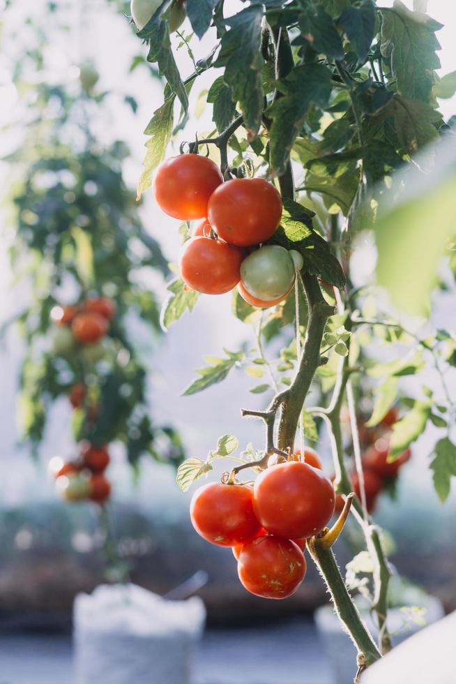 Futuristic businessman farms vegetables and crops using modern AI technology using mobile phones, temperature and humidity sensors, water tracking, climate control, holographic data data icons. photo