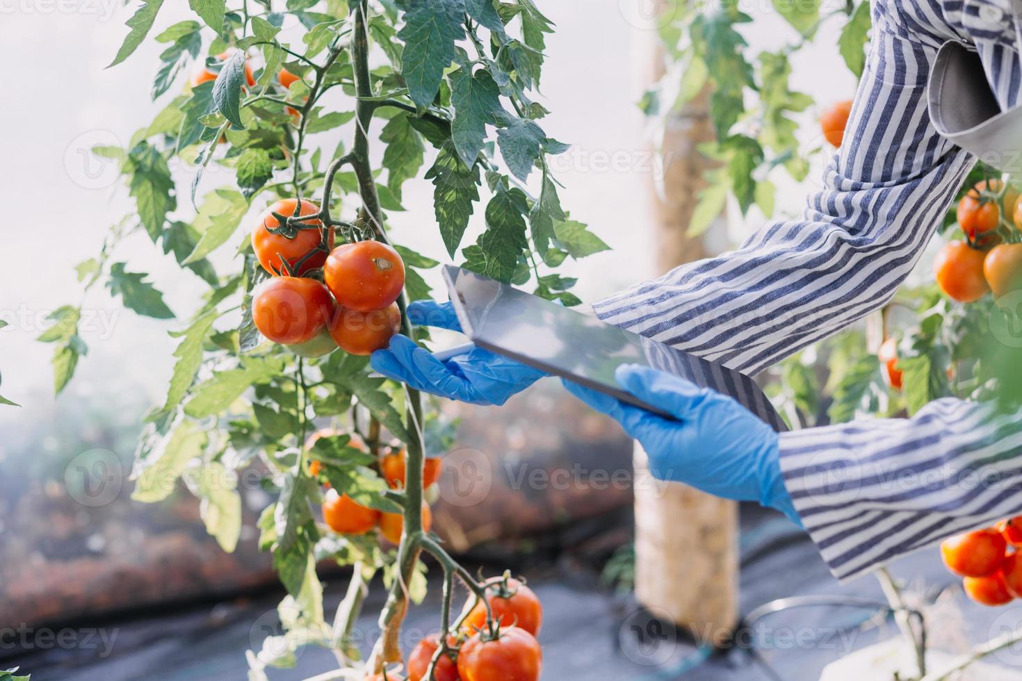 Futuristic businessman farms vegetables and crops using modern AI technology using mobile phones, temperature and humidity sensors, water tracking, climate control, holographic data data icons. photo