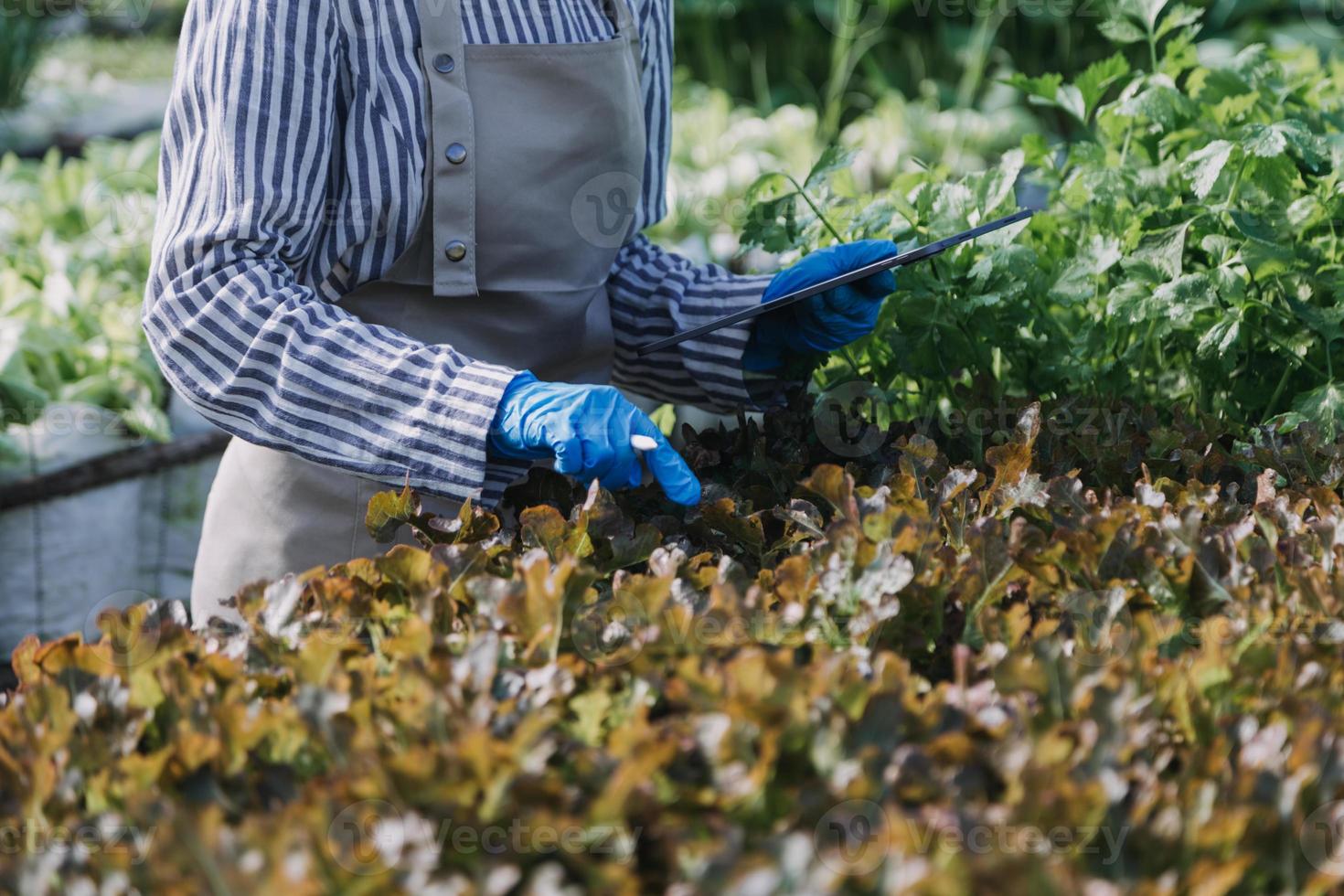 Futuristic businessman farms vegetables and crops using modern AI technology using mobile phones, temperature and humidity sensors, water tracking, climate control, holographic data data icons. photo