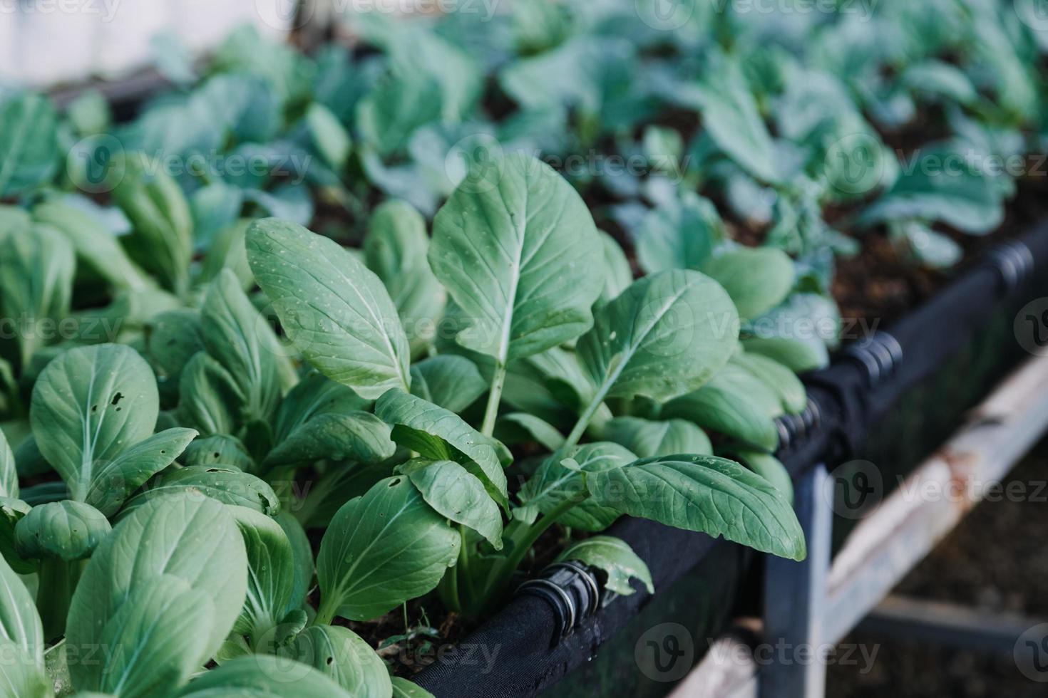 Futuristic businessman farms vegetables and crops using modern AI technology using mobile phones, temperature and humidity sensors, water tracking, climate control, holographic data data icons. photo