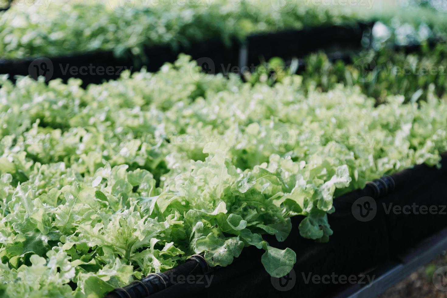 Futuristic businessman farms vegetables and crops using modern AI technology using mobile phones, temperature and humidity sensors, water tracking, climate control, holographic data data icons. photo