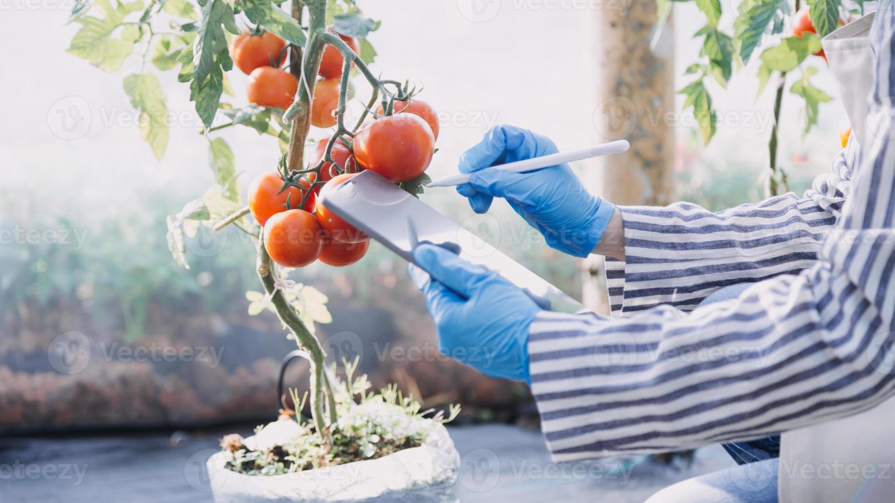 Futuristic businessman farms vegetables and crops using modern AI technology using mobile phones, temperature and humidity sensors, water tracking, climate control, holographic data data icons. photo