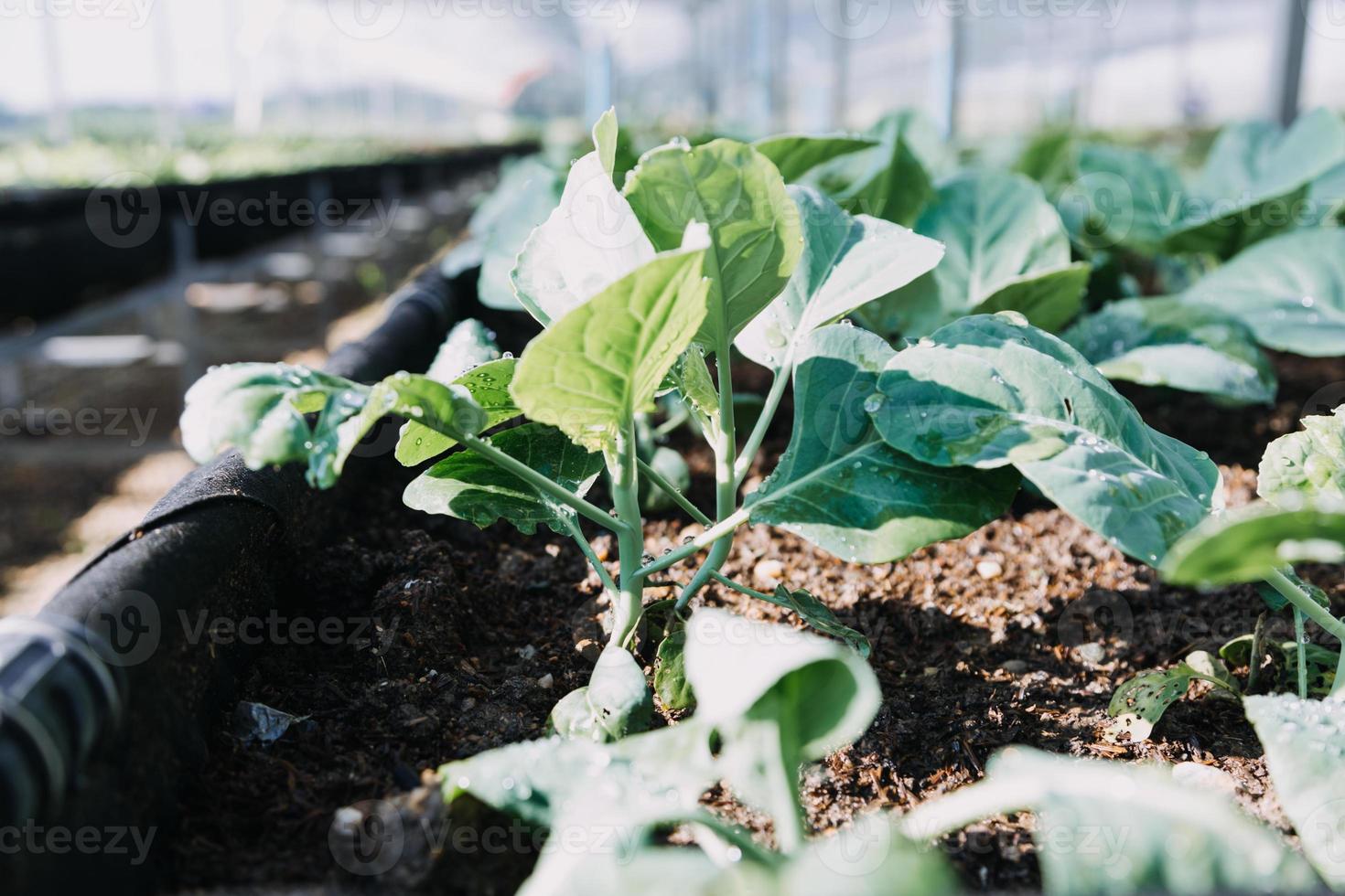 un hombre de negocios futurista cultiva verduras y cultivos usando tecnología moderna de inteligencia artificial usando teléfonos móviles, sensores de temperatura y humedad, rastreo de agua, control climático, íconos de datos holográficos. foto