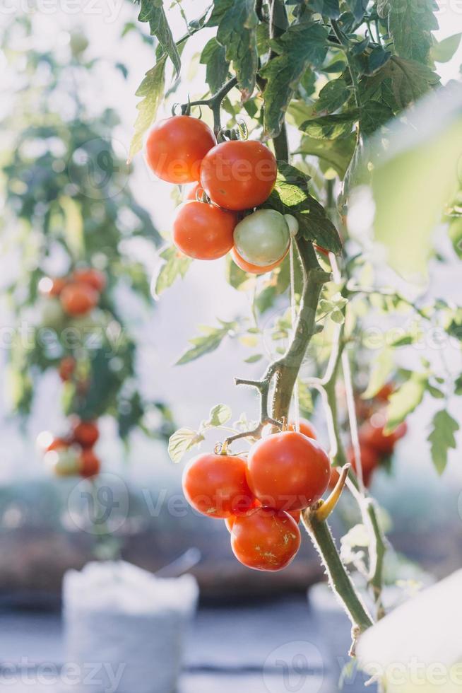 un hombre de negocios futurista cultiva verduras y cultivos usando tecnología moderna de inteligencia artificial usando teléfonos móviles, sensores de temperatura y humedad, rastreo de agua, control climático, íconos de datos holográficos. foto