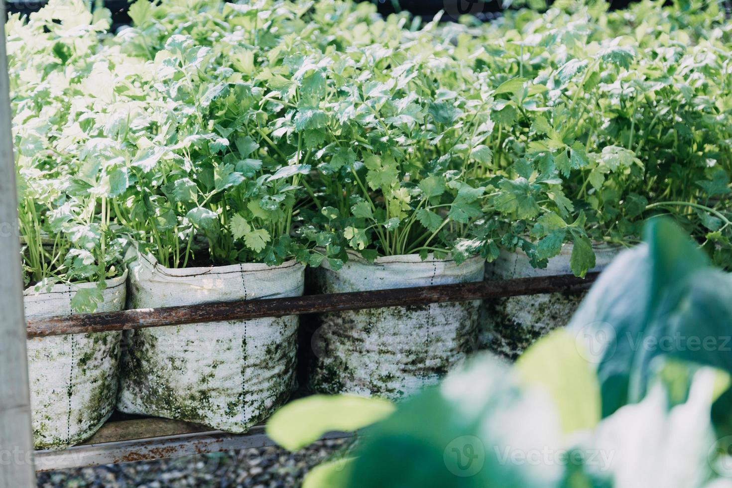 Futuristic businessman farms vegetables and crops using modern AI technology using mobile phones, temperature and humidity sensors, water tracking, climate control, holographic data data icons. photo