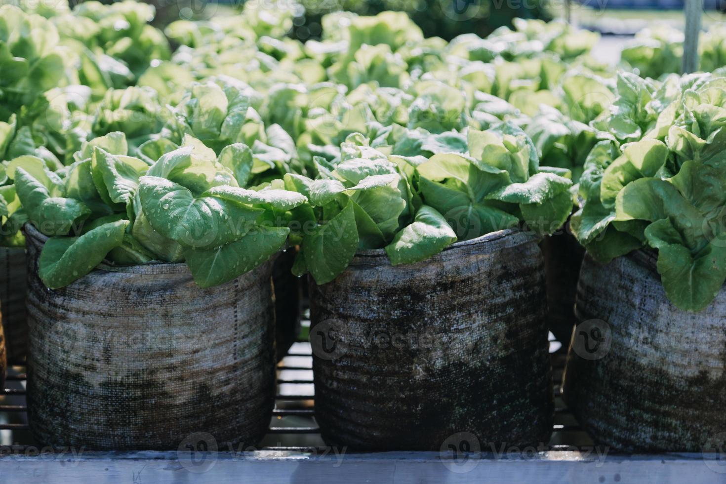 Futuristic businessman farms vegetables and crops using modern AI technology using mobile phones, temperature and humidity sensors, water tracking, climate control, holographic data data icons. photo