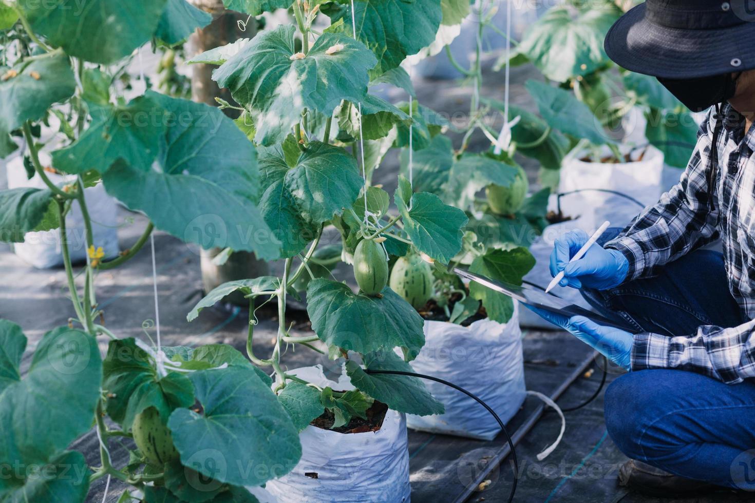 Futuristic businessman farms vegetables and crops using modern AI technology using mobile phones, temperature and humidity sensors, water tracking, climate control, holographic data data icons. photo