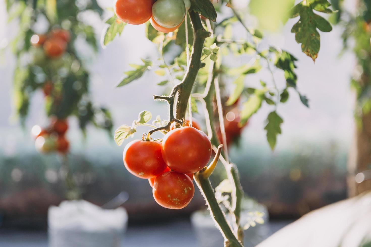 un hombre de negocios futurista cultiva verduras y cultivos usando tecnología moderna de inteligencia artificial usando teléfonos móviles, sensores de temperatura y humedad, rastreo de agua, control climático, íconos de datos holográficos. foto