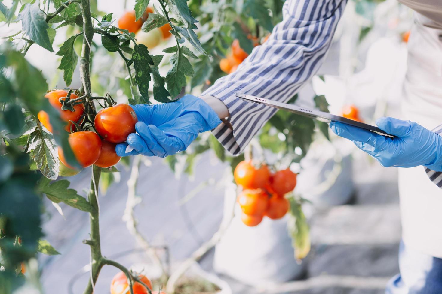 Futuristic businessman farms vegetables and crops using modern AI technology using mobile phones, temperature and humidity sensors, water tracking, climate control, holographic data data icons. photo