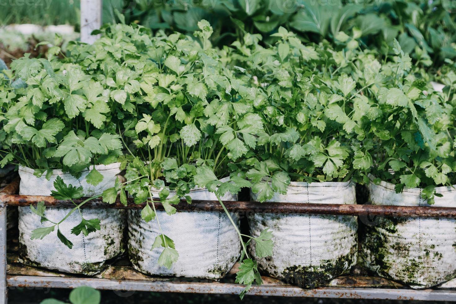 female farmer working early on farm holding wood basket of fresh vegetables and tablet photo