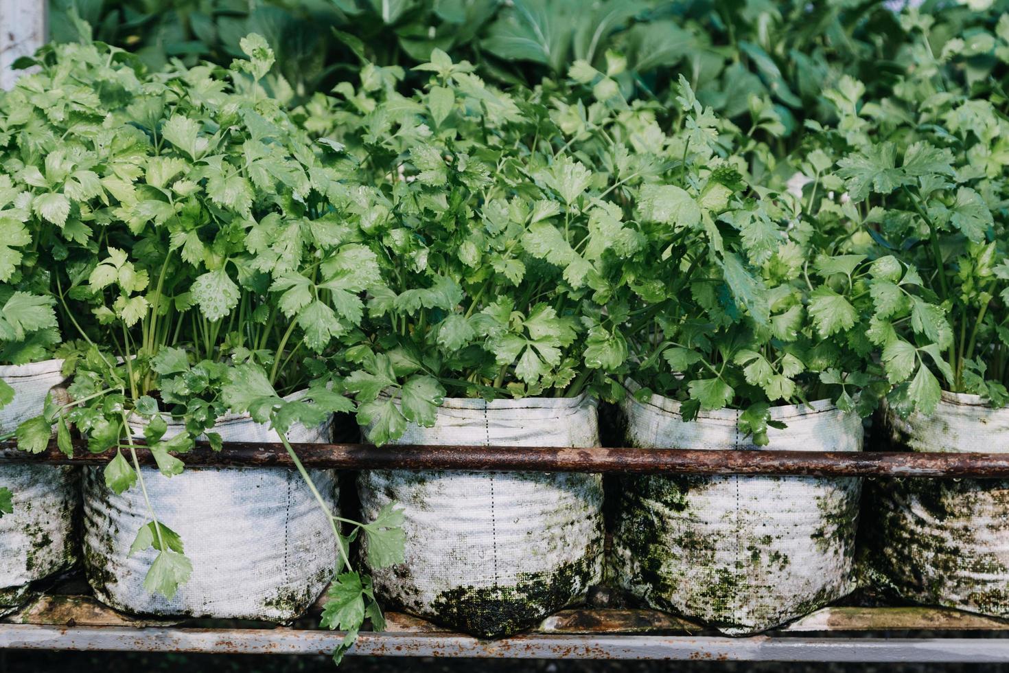 female farmer working early on farm holding wood basket of fresh vegetables and tablet photo