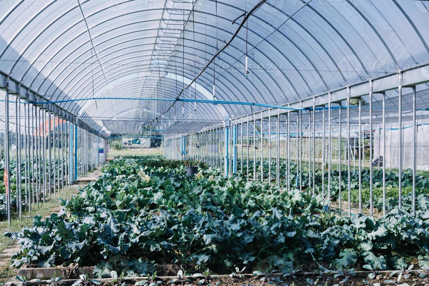 female farmer working early on farm holding wood basket of fresh vegetables and tablet photo