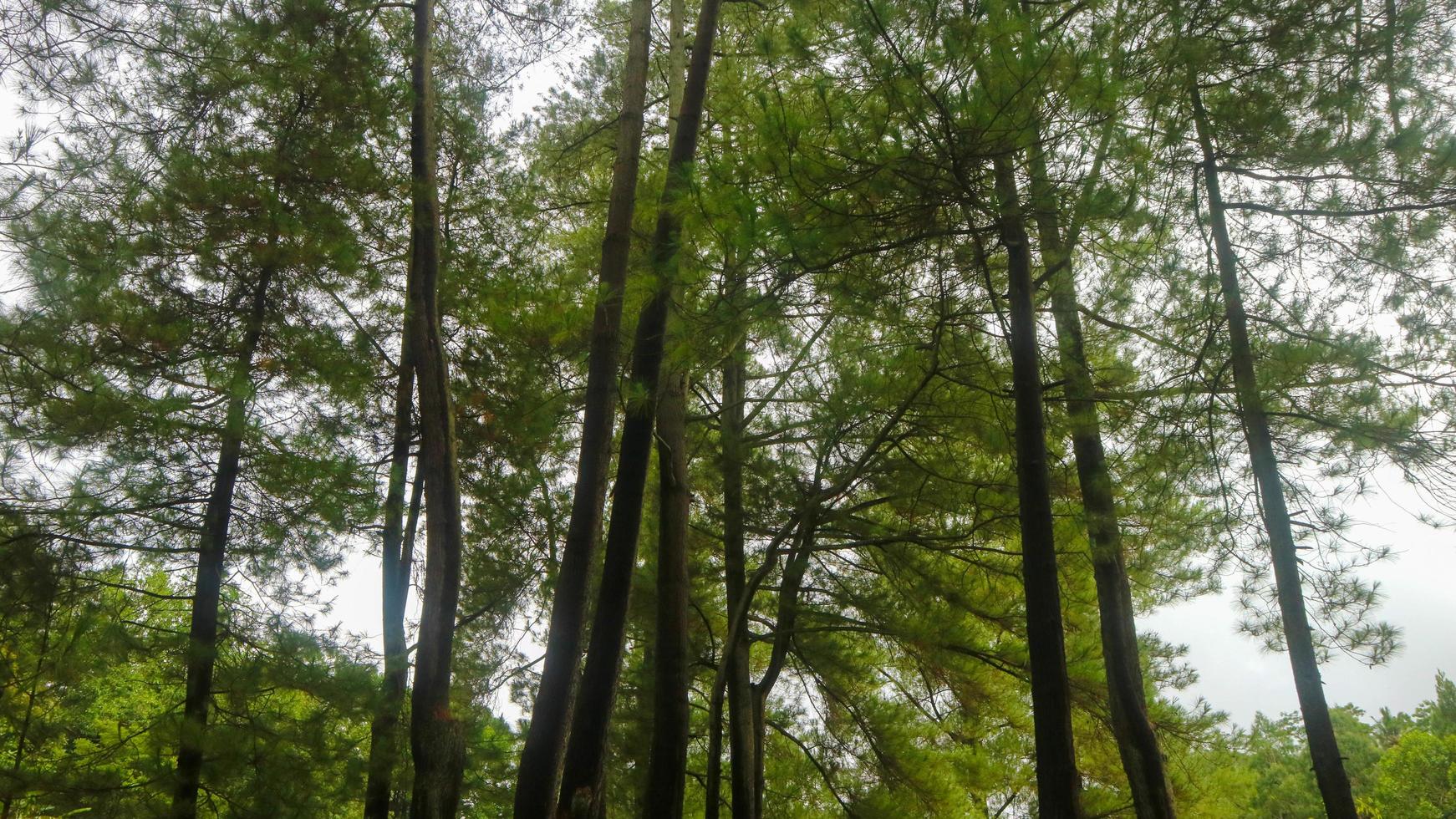 the beautiful pine tree seen from below photo