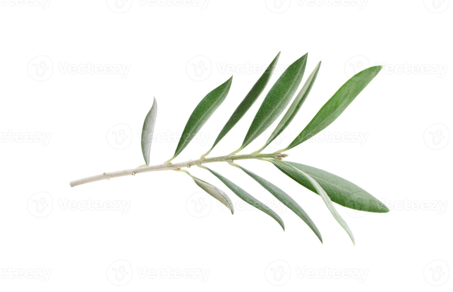 Fresh olive branch leaves isolated on white background photo