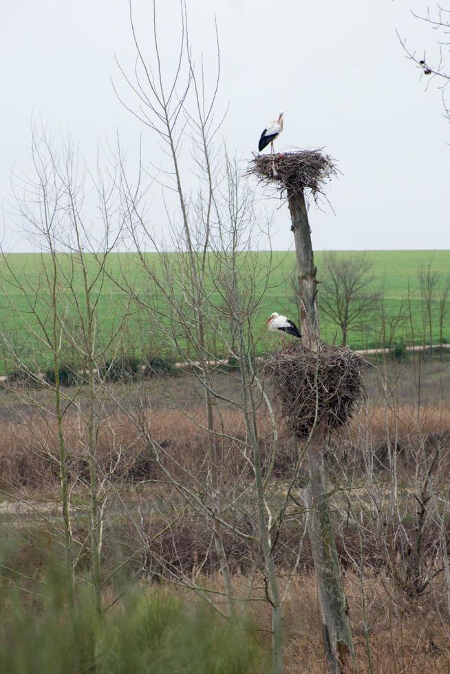 Storch nests on a tree. Daimiel, Ciudad Real photo
