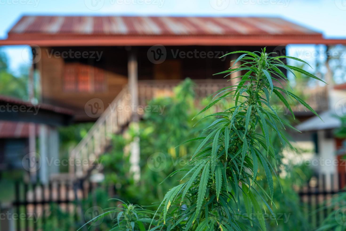 Thai Cannabis Strain at Sakon Nakhon province Thailand. photo