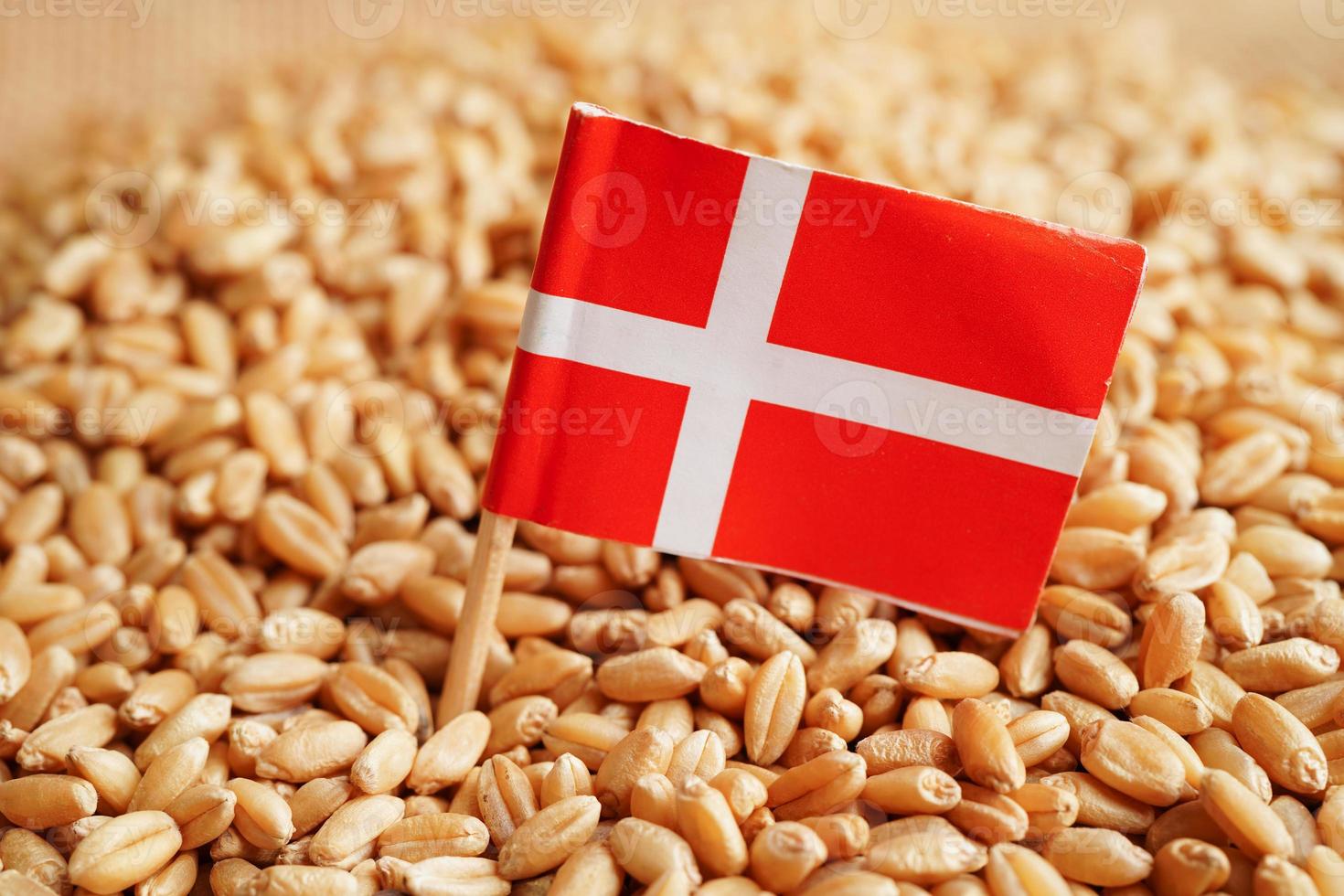 Denmark on grain wheat, trade export and economy concept. photo