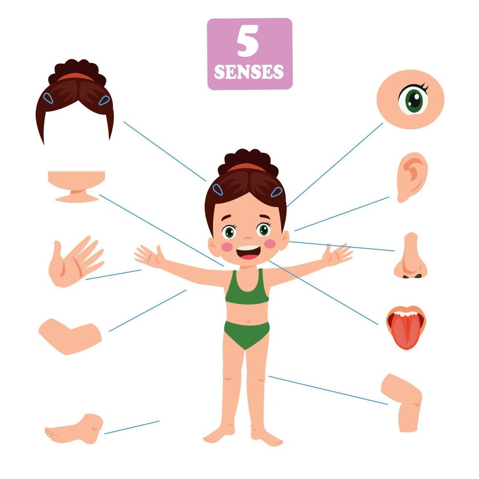 Five Senses Concept With Human Organs vector