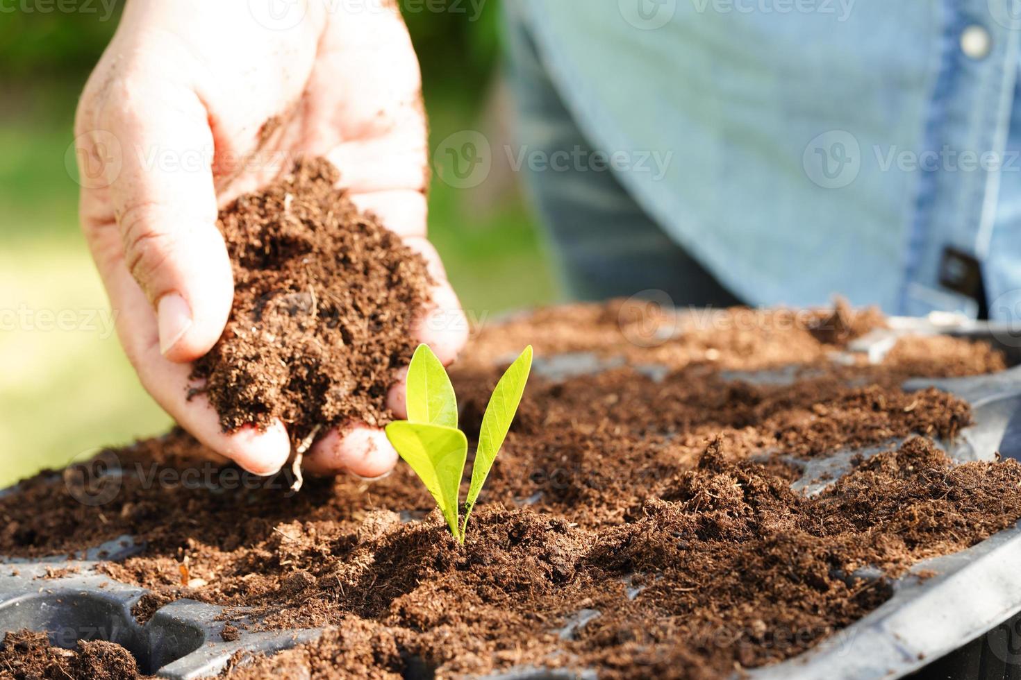 Tree growing with hand, eco earth day, save world, save earth, go green photo