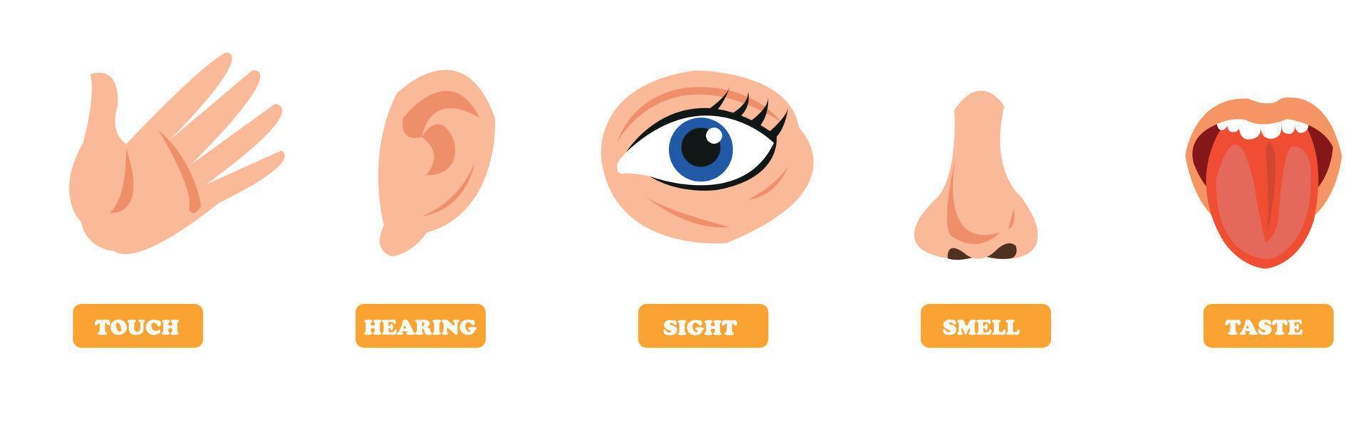 Five Senses Concept With Human Organs vector