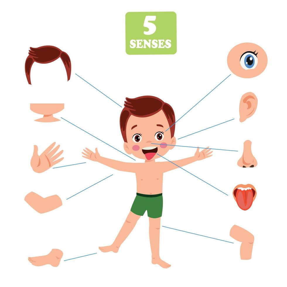 Five Senses Concept With Human Organs vector