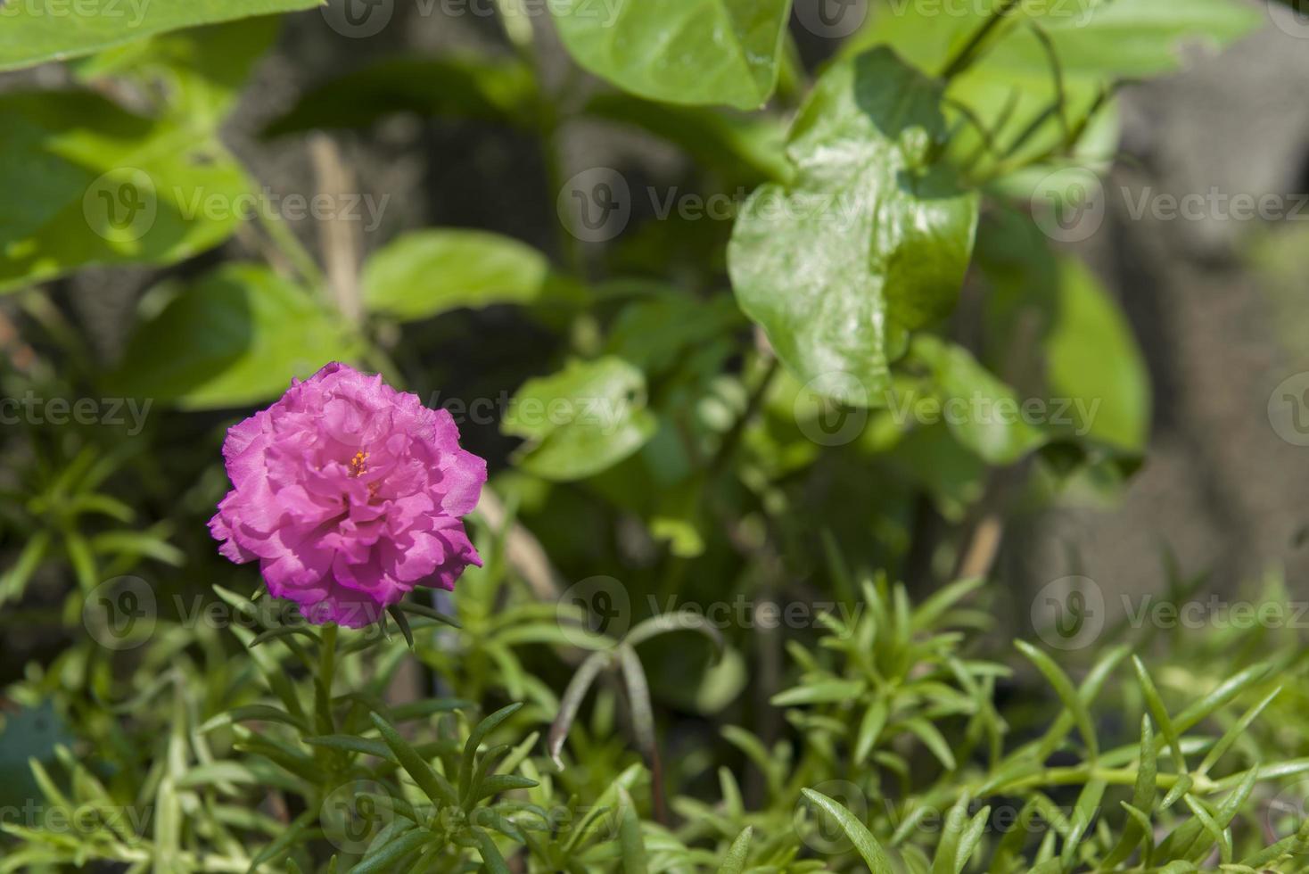 pink flowers in the garden photo