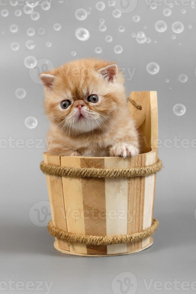 red exotic kitten is sitting in a large wooden bath cup on a gray background. Funny photo