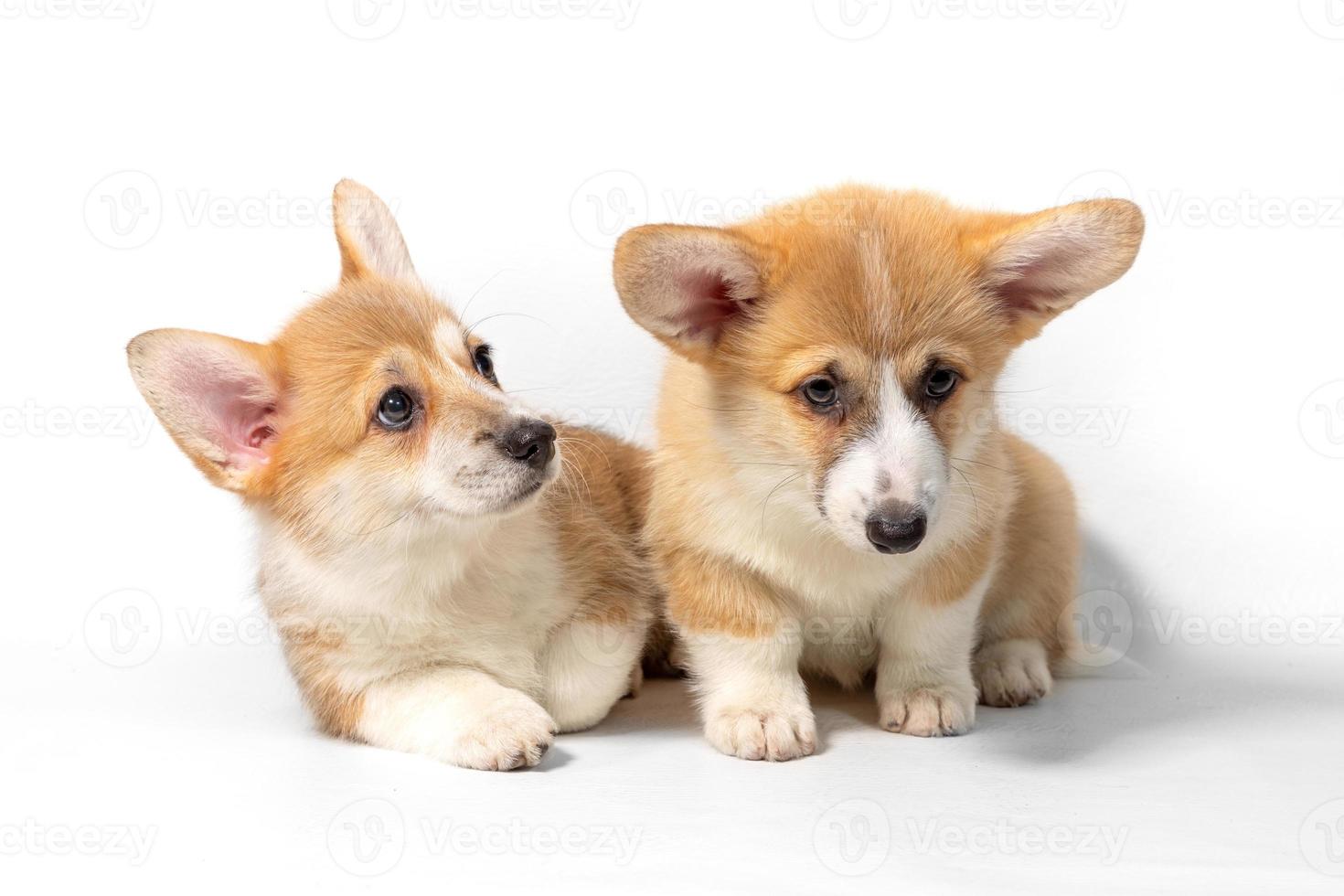 Two adorable Pembroke Welsh Corgi puppies are sitting and looking at the camera. isolated on a white background photo