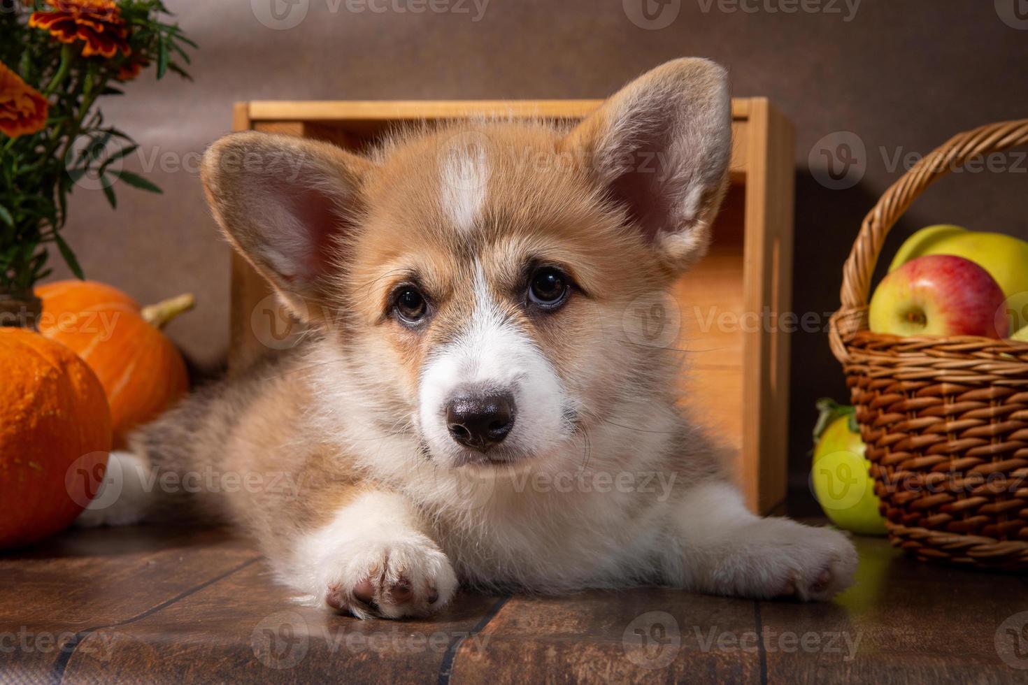 Charming puppy Welsh corgi Pembroke lies next to the harvest from the garden, a basket of apples on a dark background photo