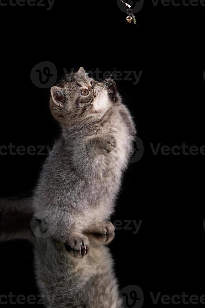 un gatito persa marrón exótico de pelo corto salta sobre sus patas traseras sobre un fondo oscuro. foto