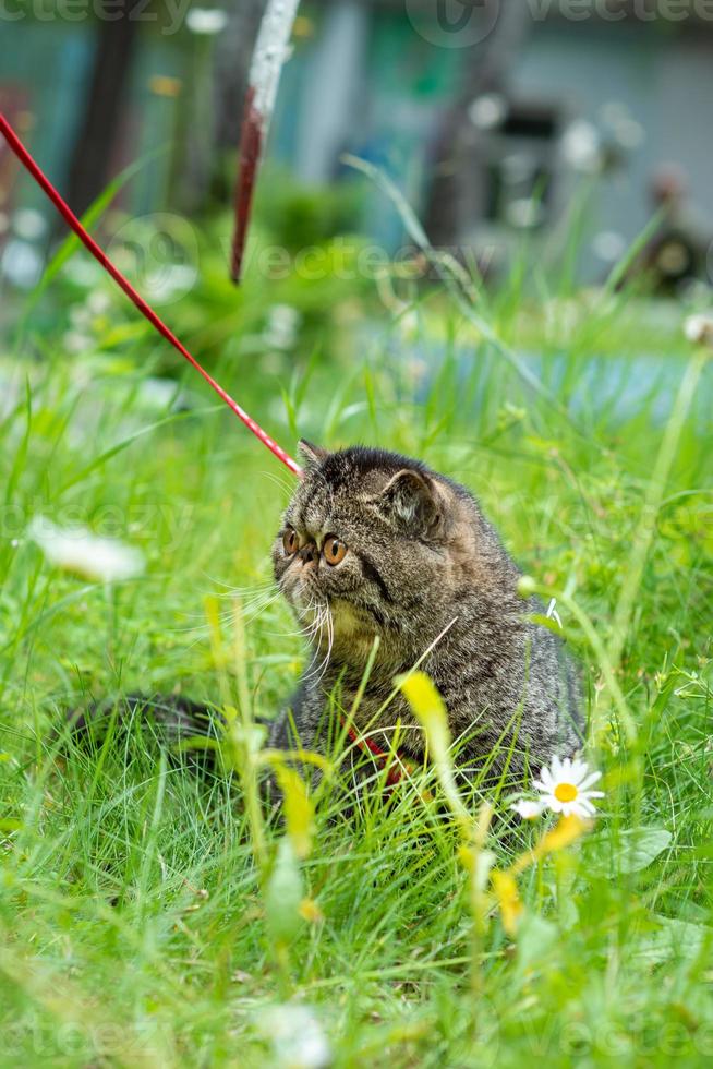 Cute brown striped cat exotic walks on a leash in the park on a summer day. Persian kitten on the green grass on a harness with a leash photo