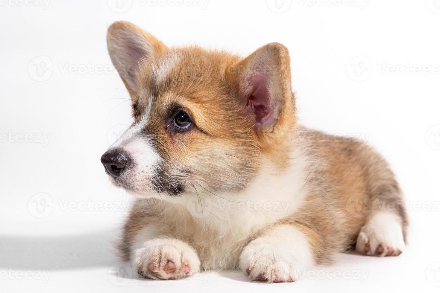 Cachorro de corgi galés pembroke sentado en frente. aislado sobre fondo blanco. foto