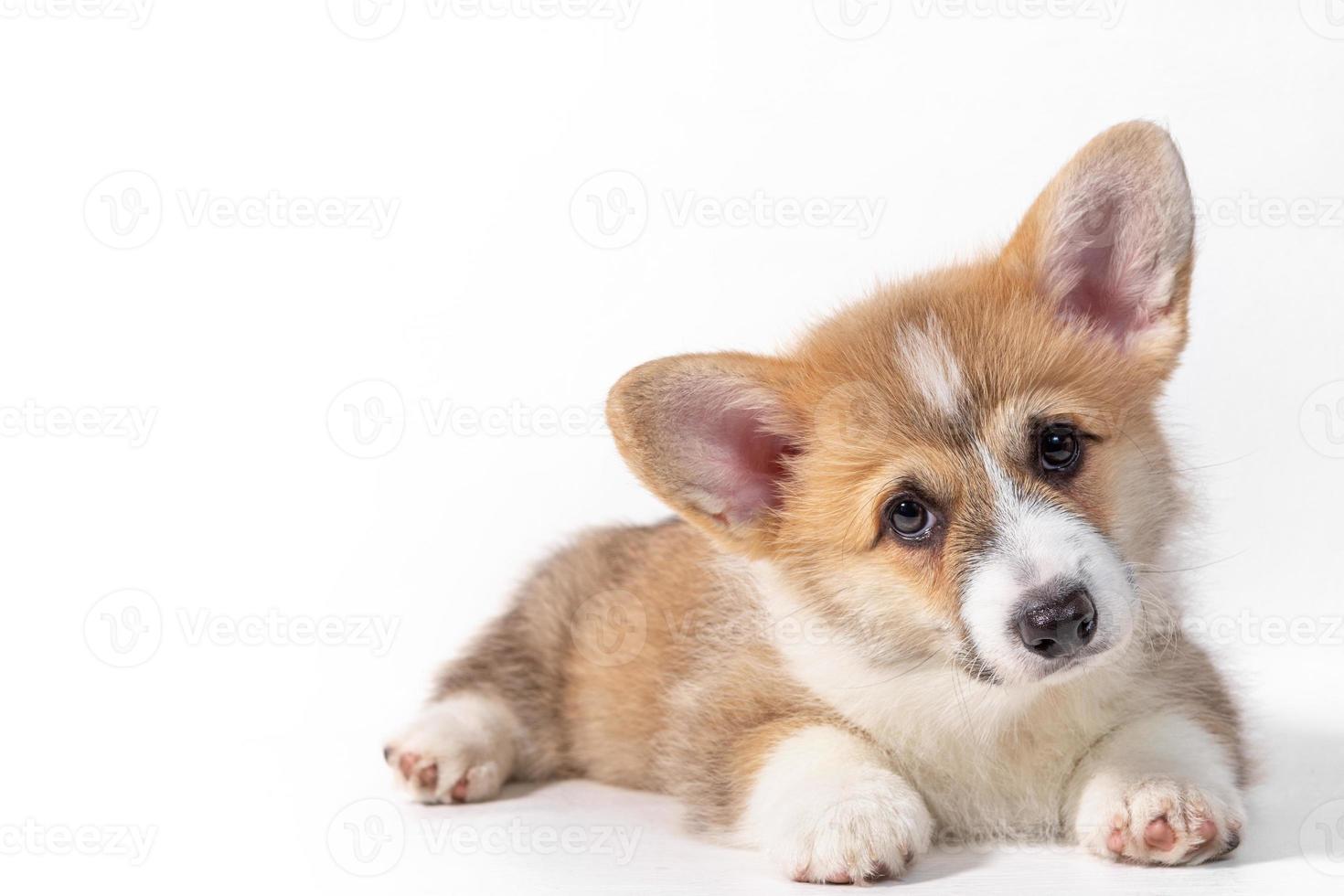 encantador cachorro triste welsh corgi pembroke miente y mira a la cámara. Aislado en un fondo blanco foto