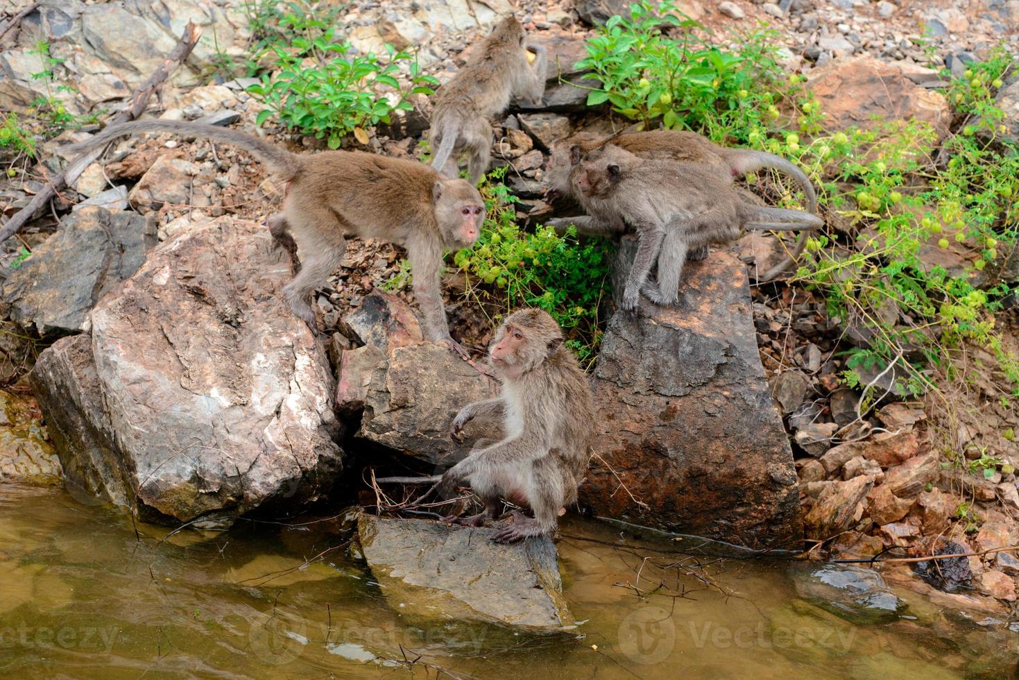 Monkey is sitting on the rock at reservior. photo