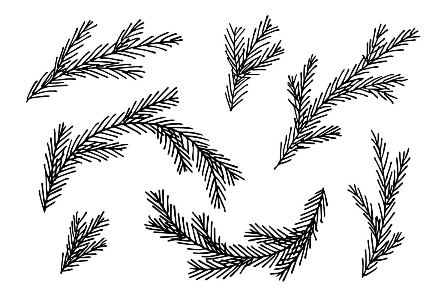 Hand drawn spruce branches. Twig of coniferous tree doodle set. Christmas and winter design elements vector