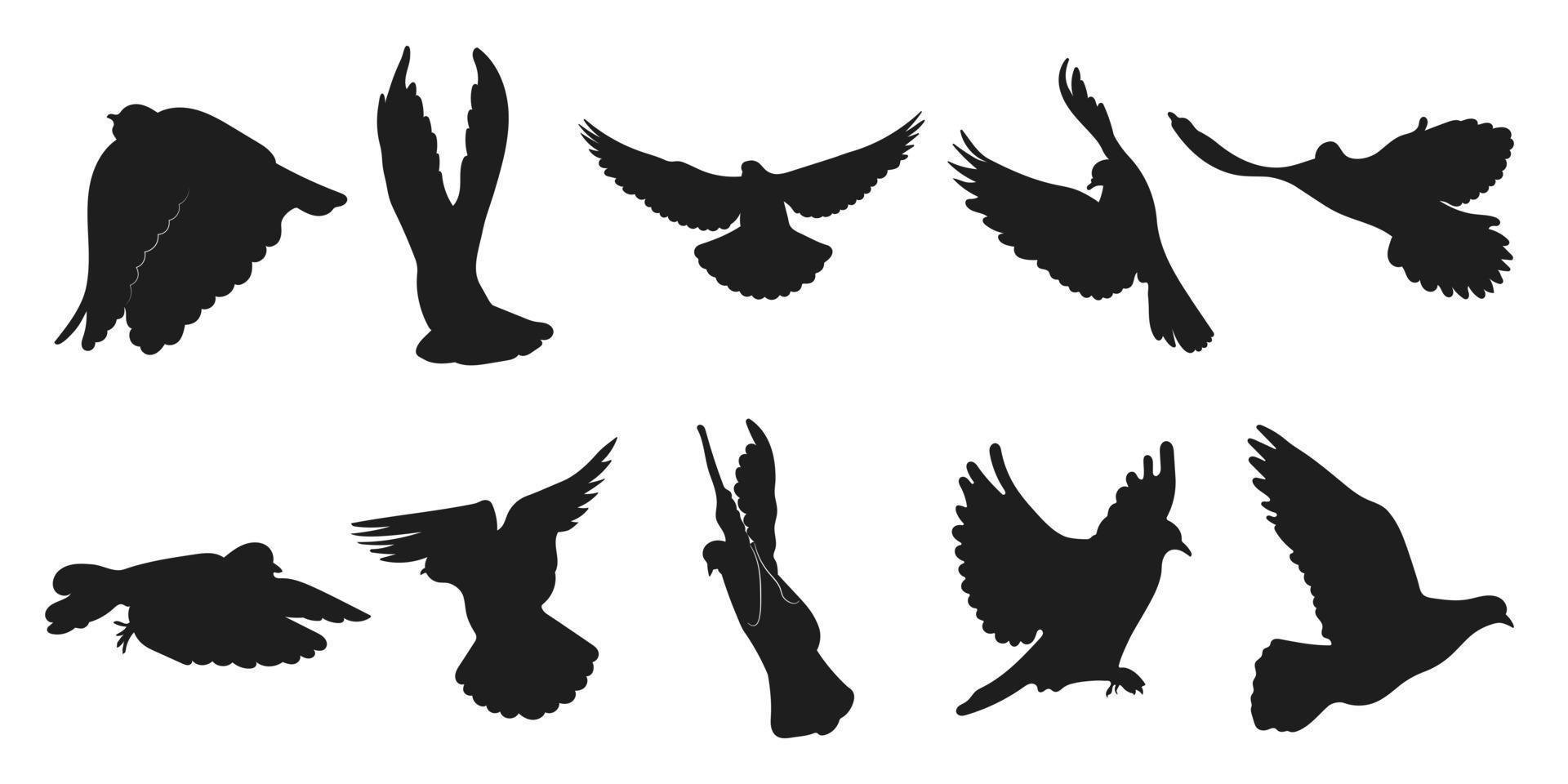 Vector set dove, pigeon flight, different pack of bird silhouettes hand draw, isolated vector