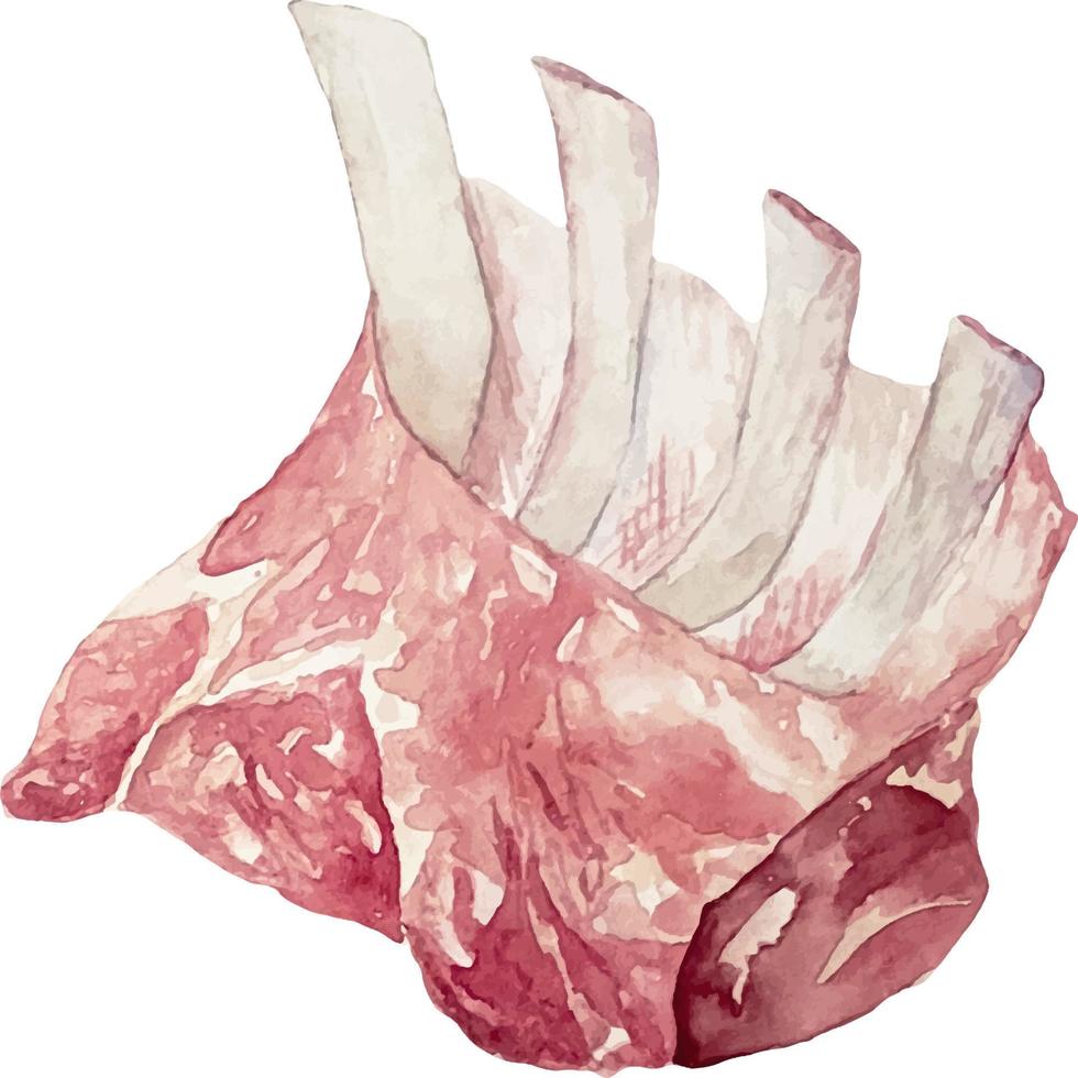 Watercolor illustration of a single piece raw meat - rack of lamb vector