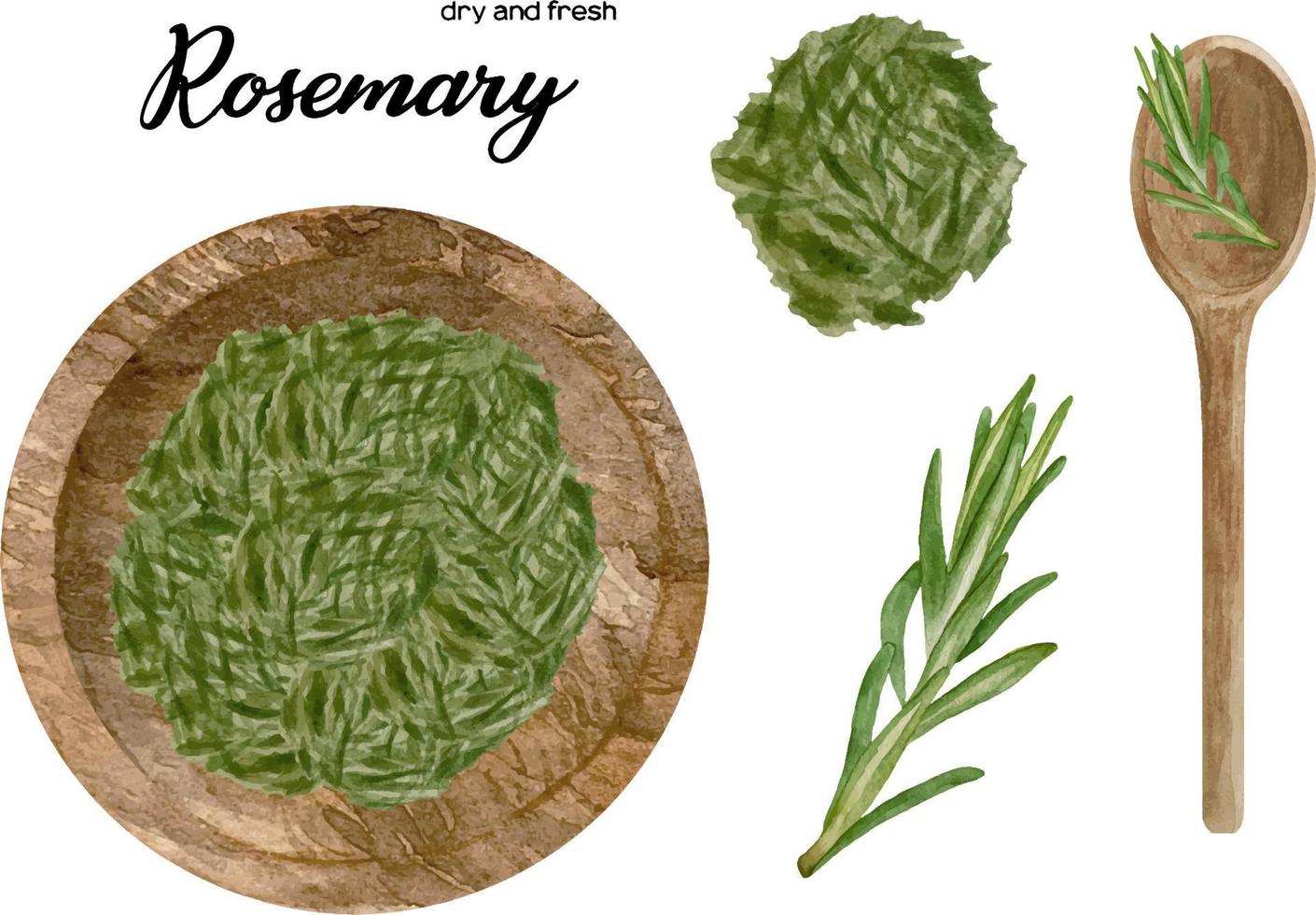 Watercolor fresh and dry rosemary in wooden bowl and spoon. Kitchen spices and herbs set. vector