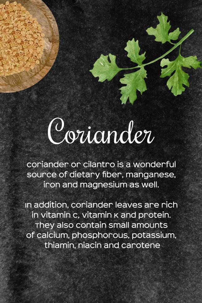 Watercolor fresh and dry coriander in wooden bowl and spoon. Kitchen cilantro spices and herbs set. vector