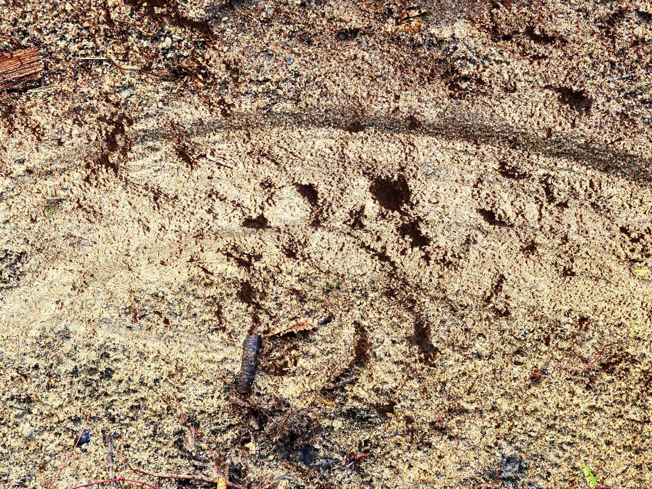 Detailed close up view on a brown sand ground texture photo