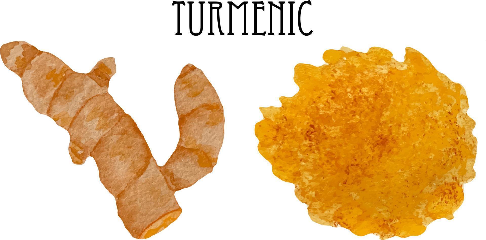 Watercolor fresh and dry orange turmeric in wooden bowl and spoon. Kitchen spices and herbs set. vector