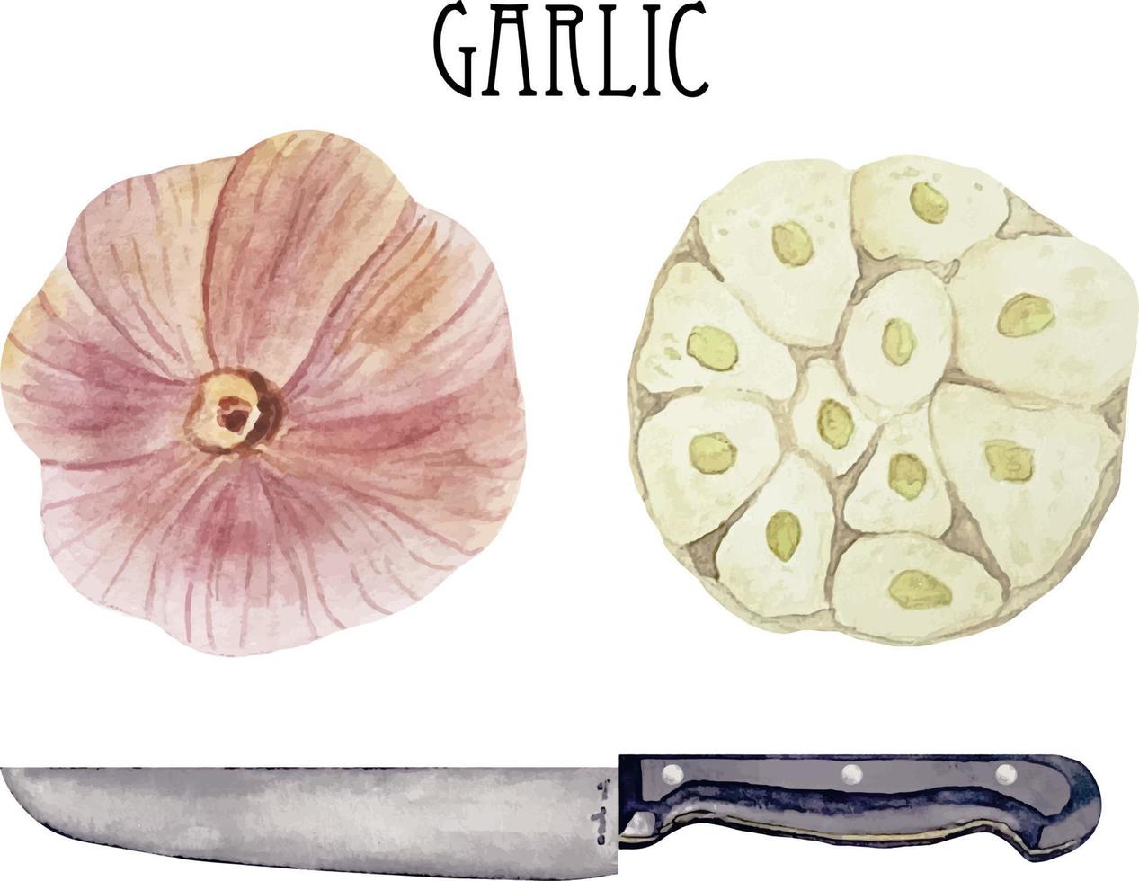 Watercolor fresh garlic whole and cut in half with kitchen knife. Kitchen spices and herbs set. vector