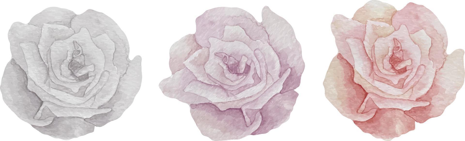 Watercolor set of three rose flowers in white, purple and pink colors vector