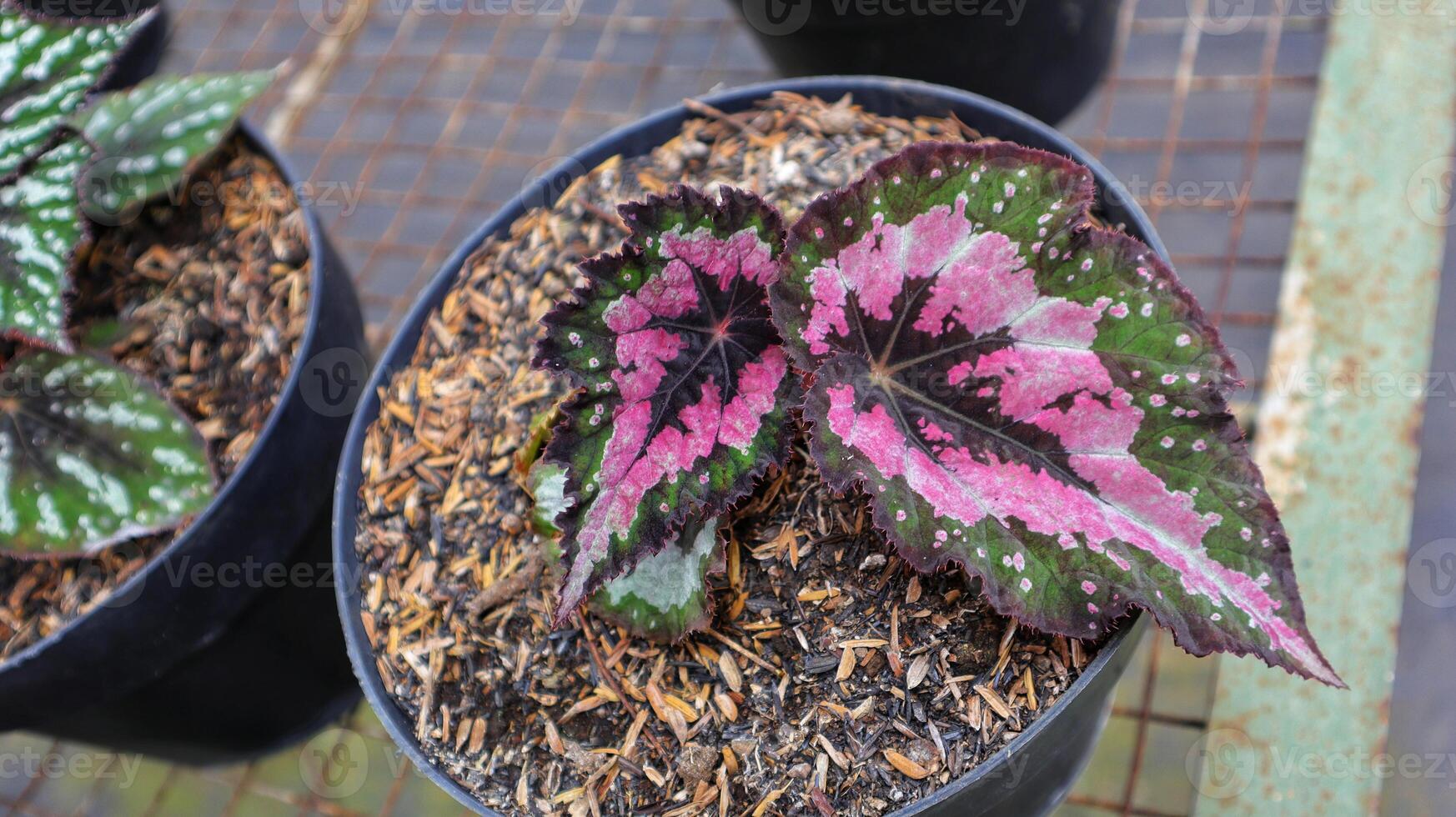Begonia rex or begonia king, one of a kind begonia exotic plant. photo