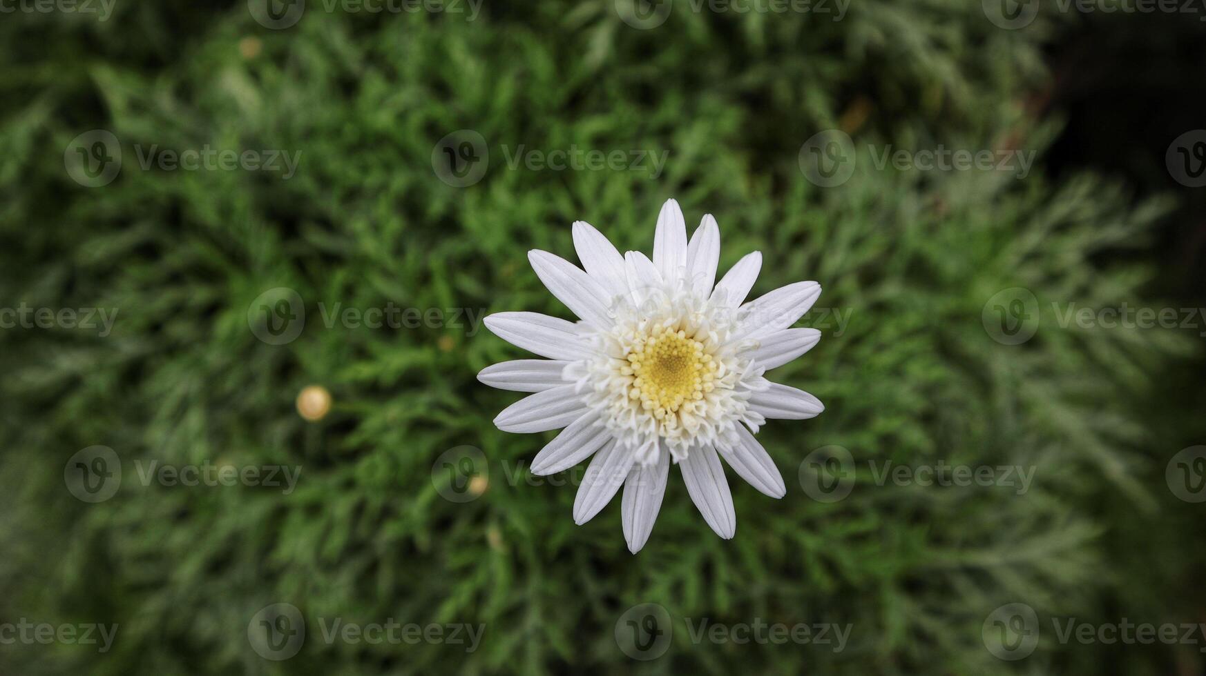 White flower Marguerite daisy or Argyranthemum frutescens or Paris daisy ornamental plant for private garden and public park. photo