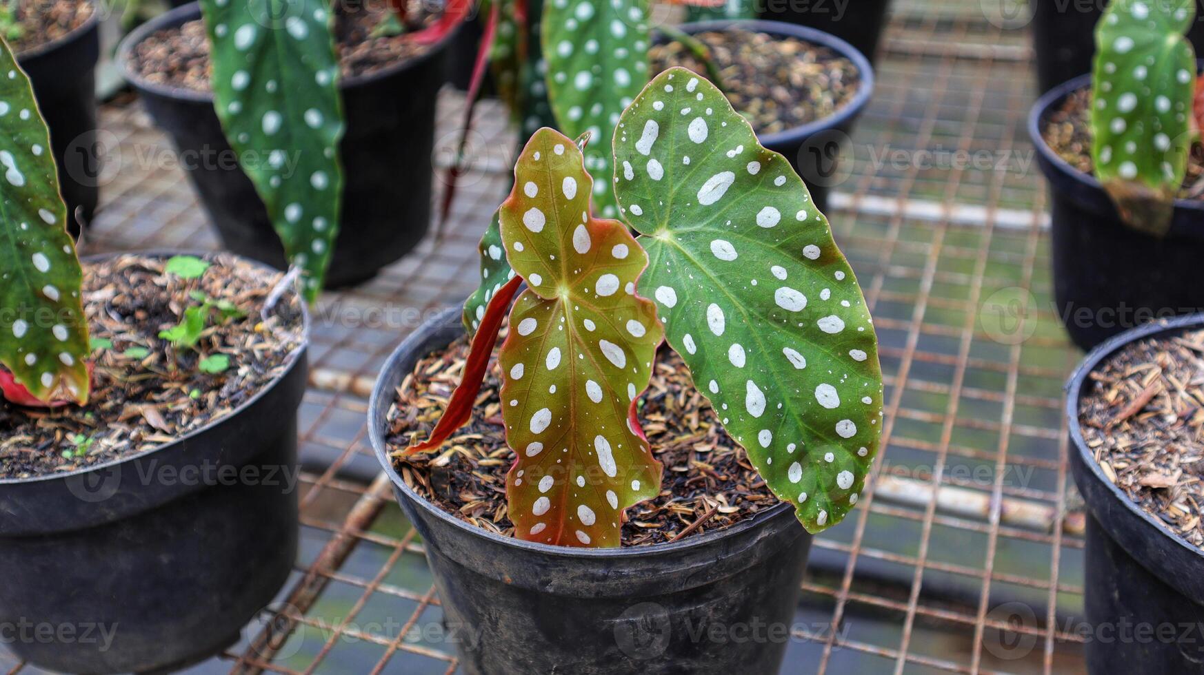 Polkadot Begonia or Begonia Maculata is green with white spot begonia plant. photo
