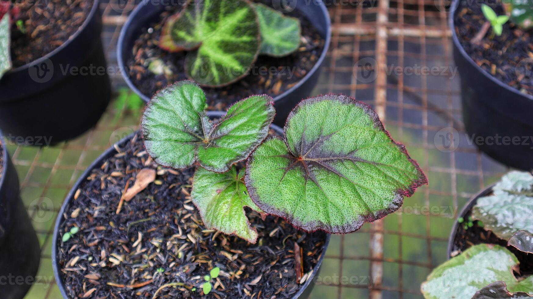 begonia fire flush, begonia rex única, hoja verde con color rojo en los  bordes y el centro de las hojas. 15634213 Foto de stock en Vecteezy