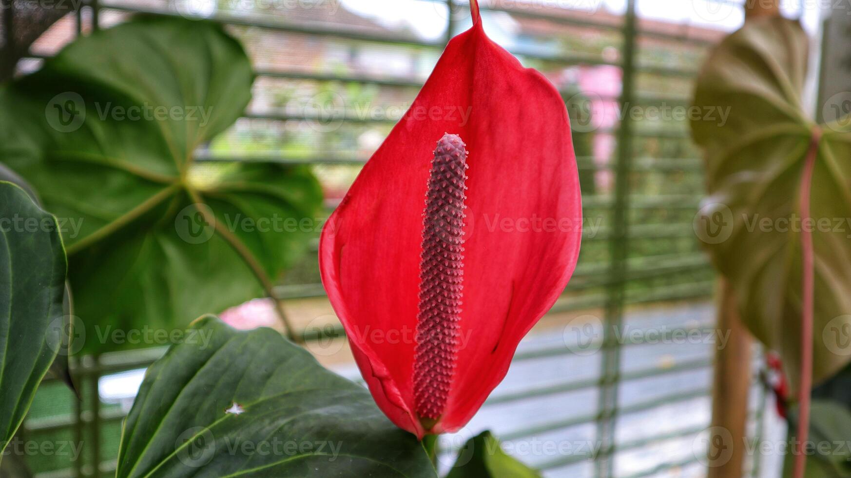 Beautiful Red anthurium flower blooming very sexy and exotic. photo