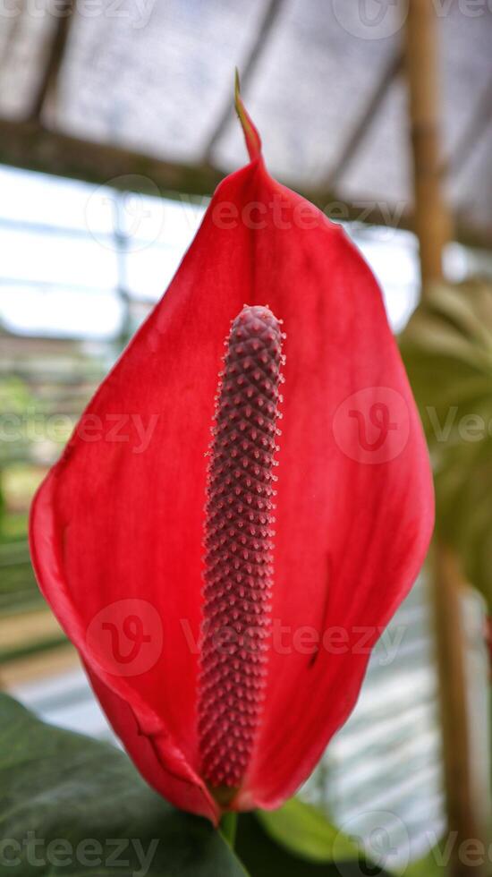 Beautiful Red anthurium flower blooming very sexy and exotic. photo